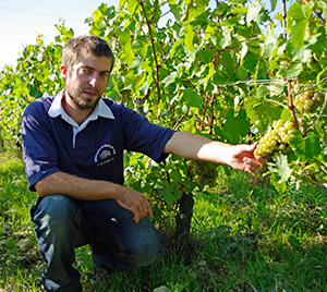 Domaine Pattes Loup - Thomas Pico